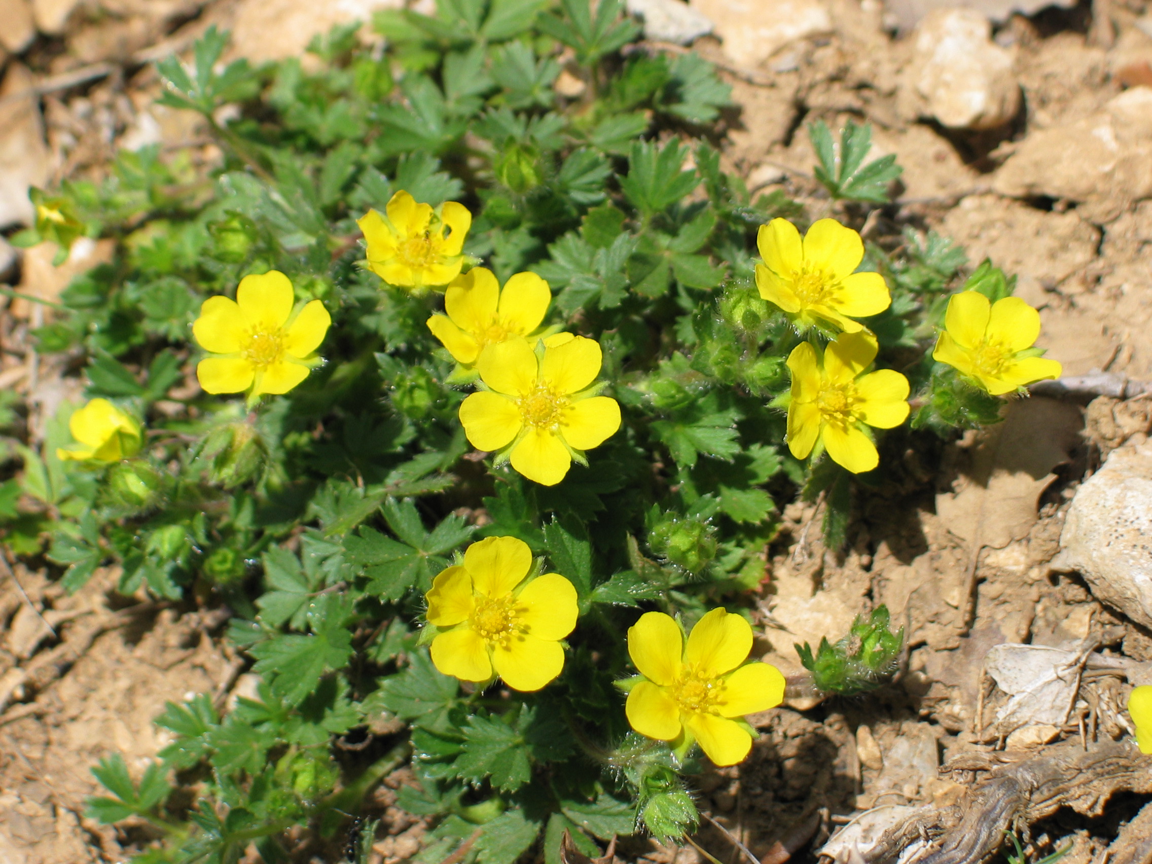 Potentilla neumanniana Sartzaleta aldean