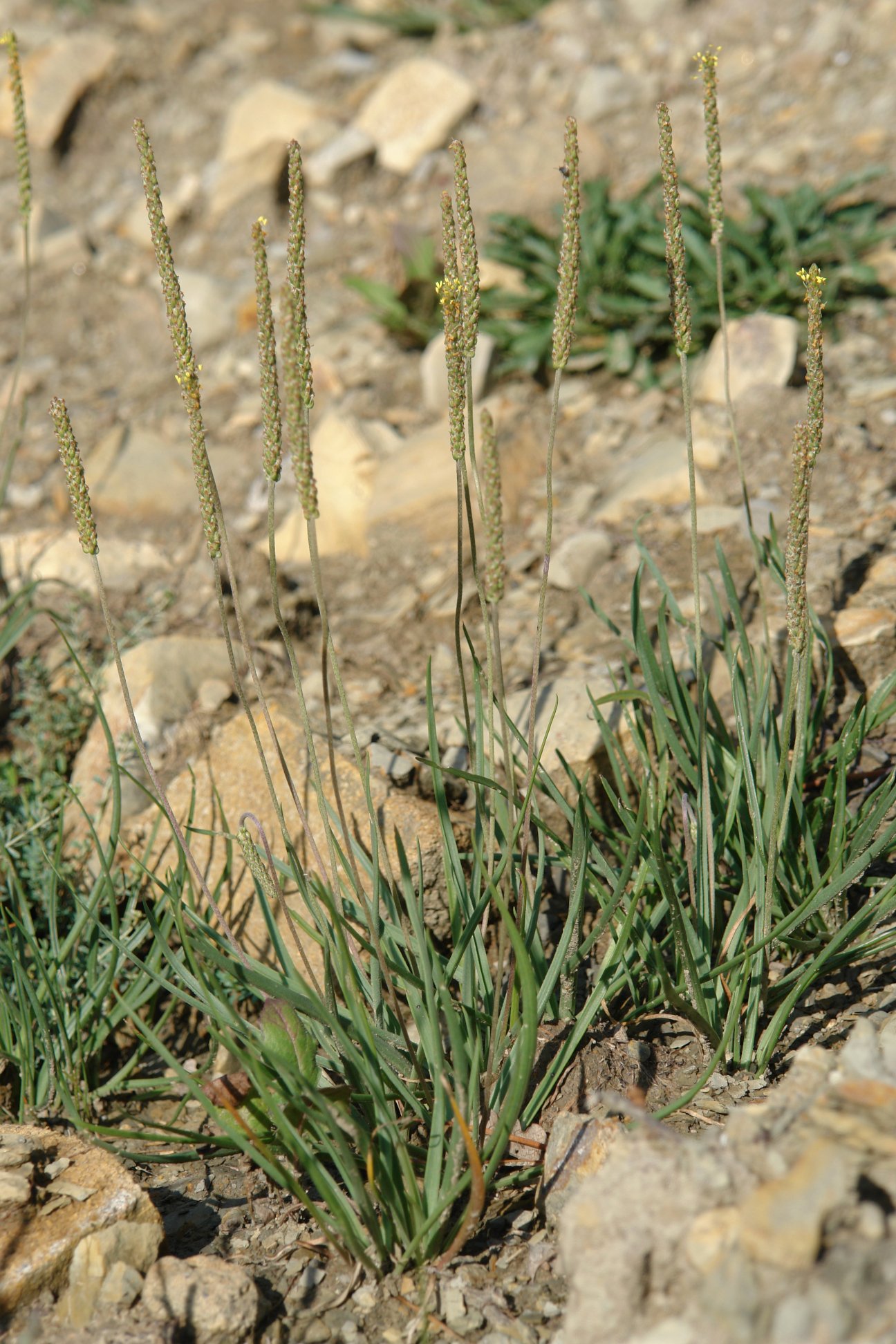Plantago maritima serpentina Aranotz mendian