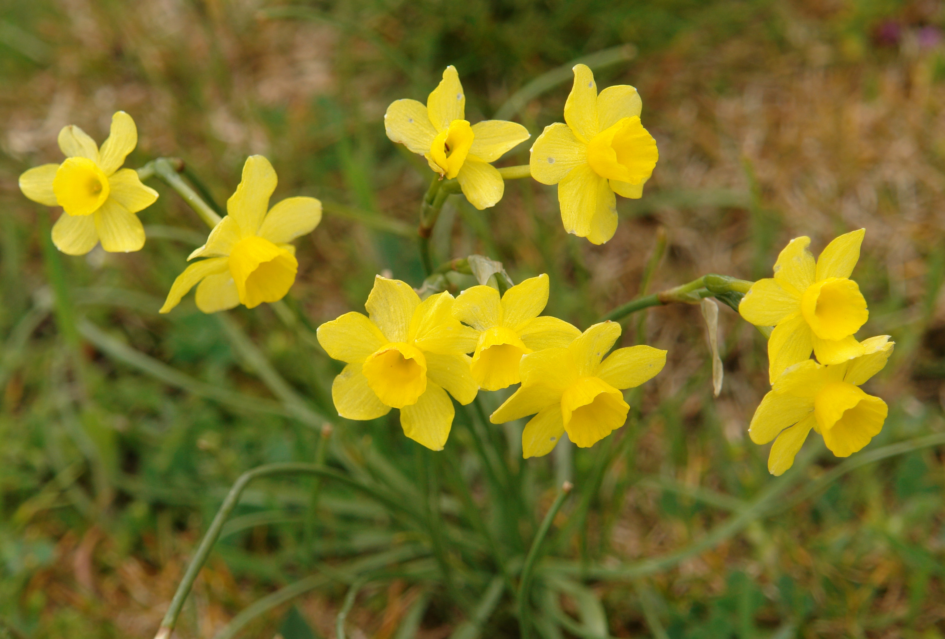 Narcissus assoanus Virgen de Peña mendian
