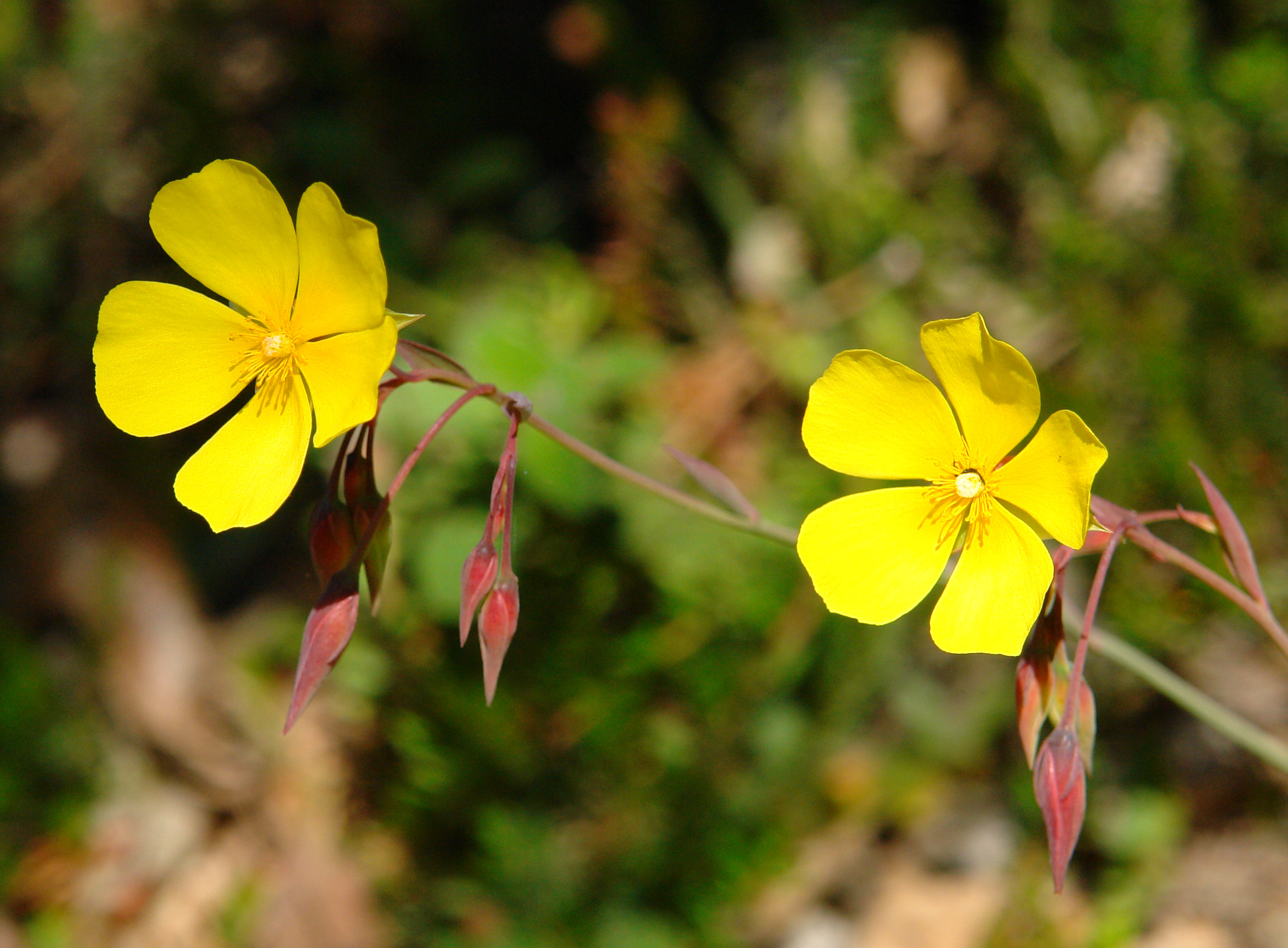 Tuberaria lignosa Elgean