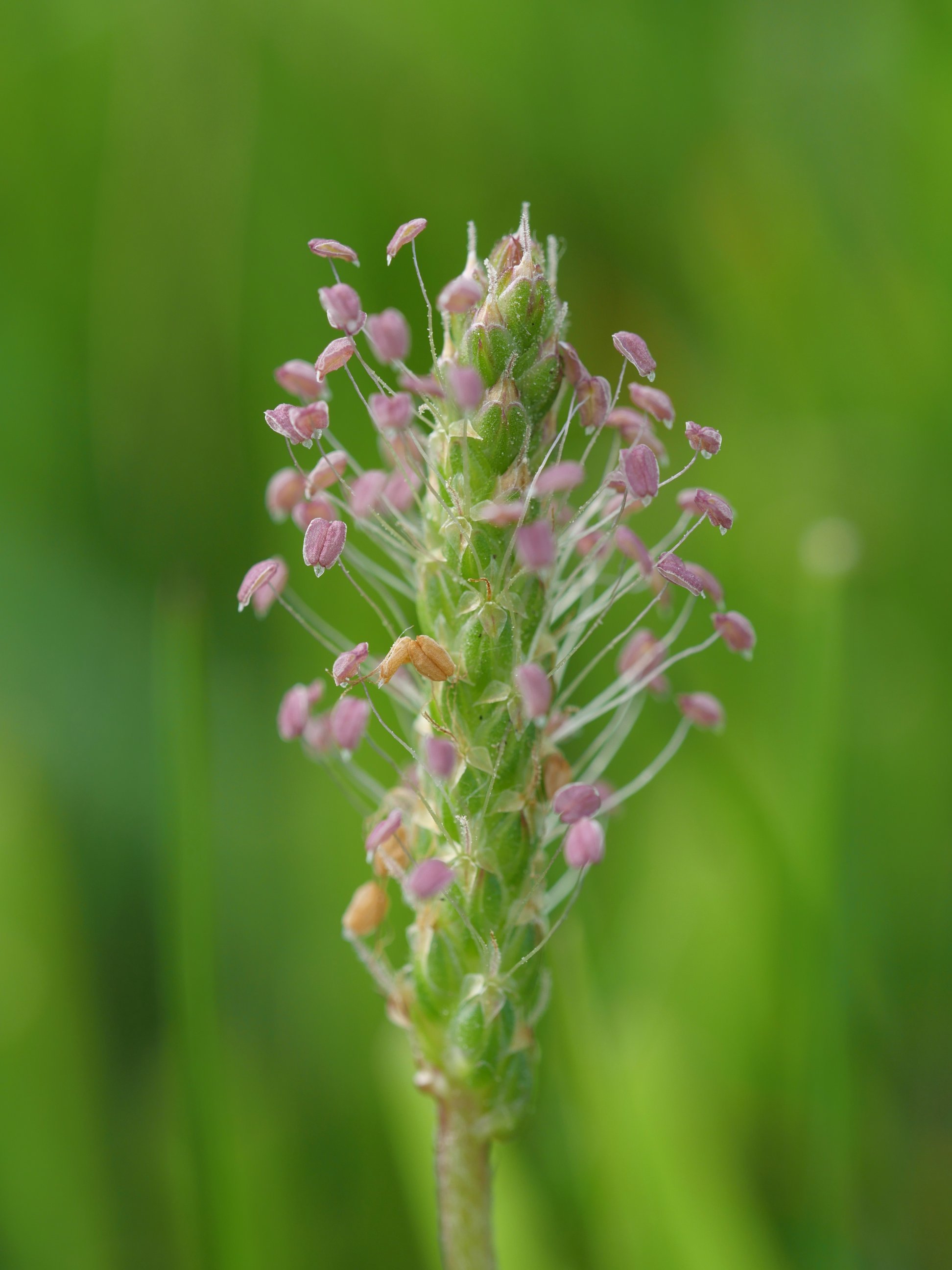 Plantago coronopus Perriain mendian