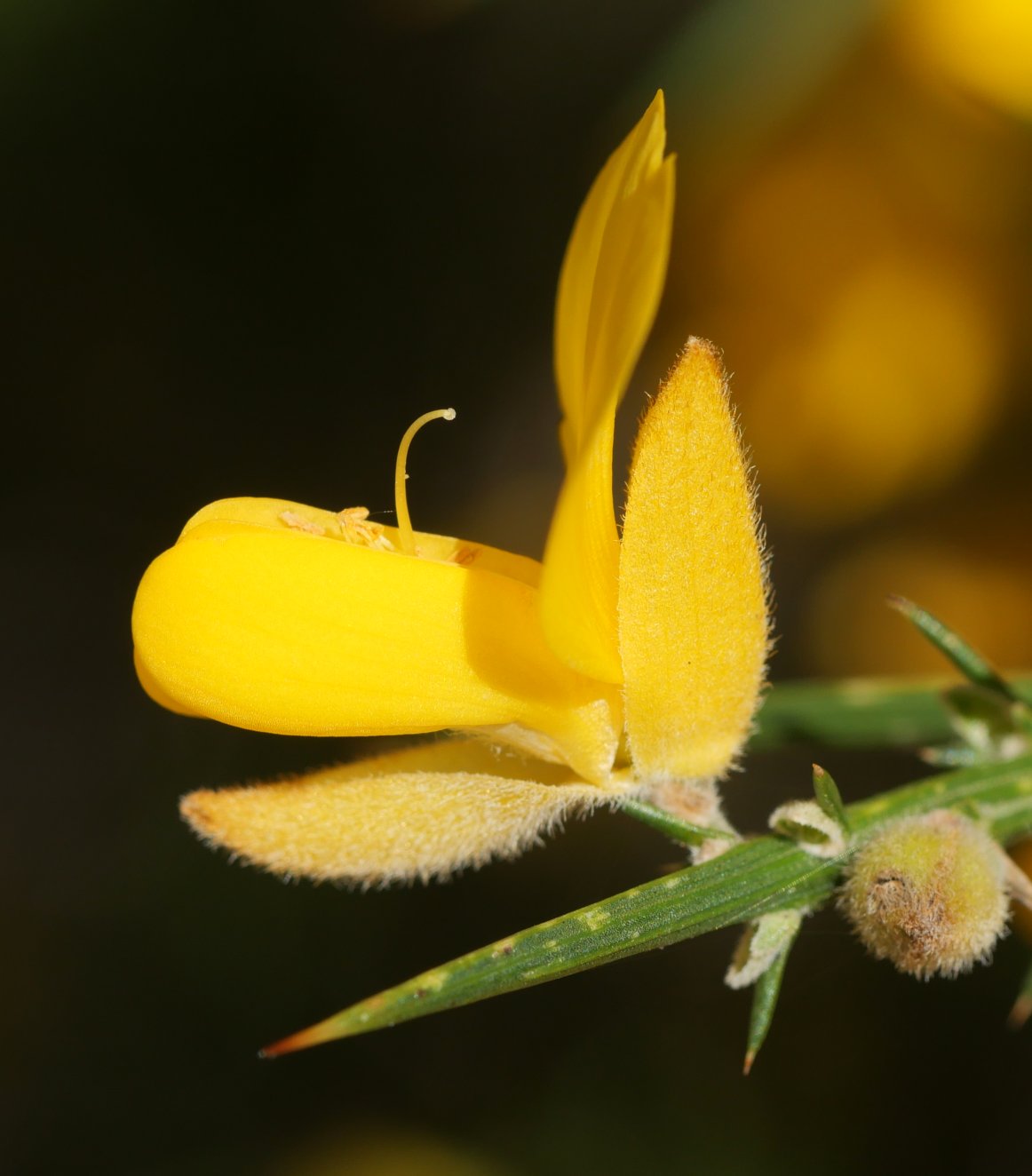 Ulex europaeus Arditurrin