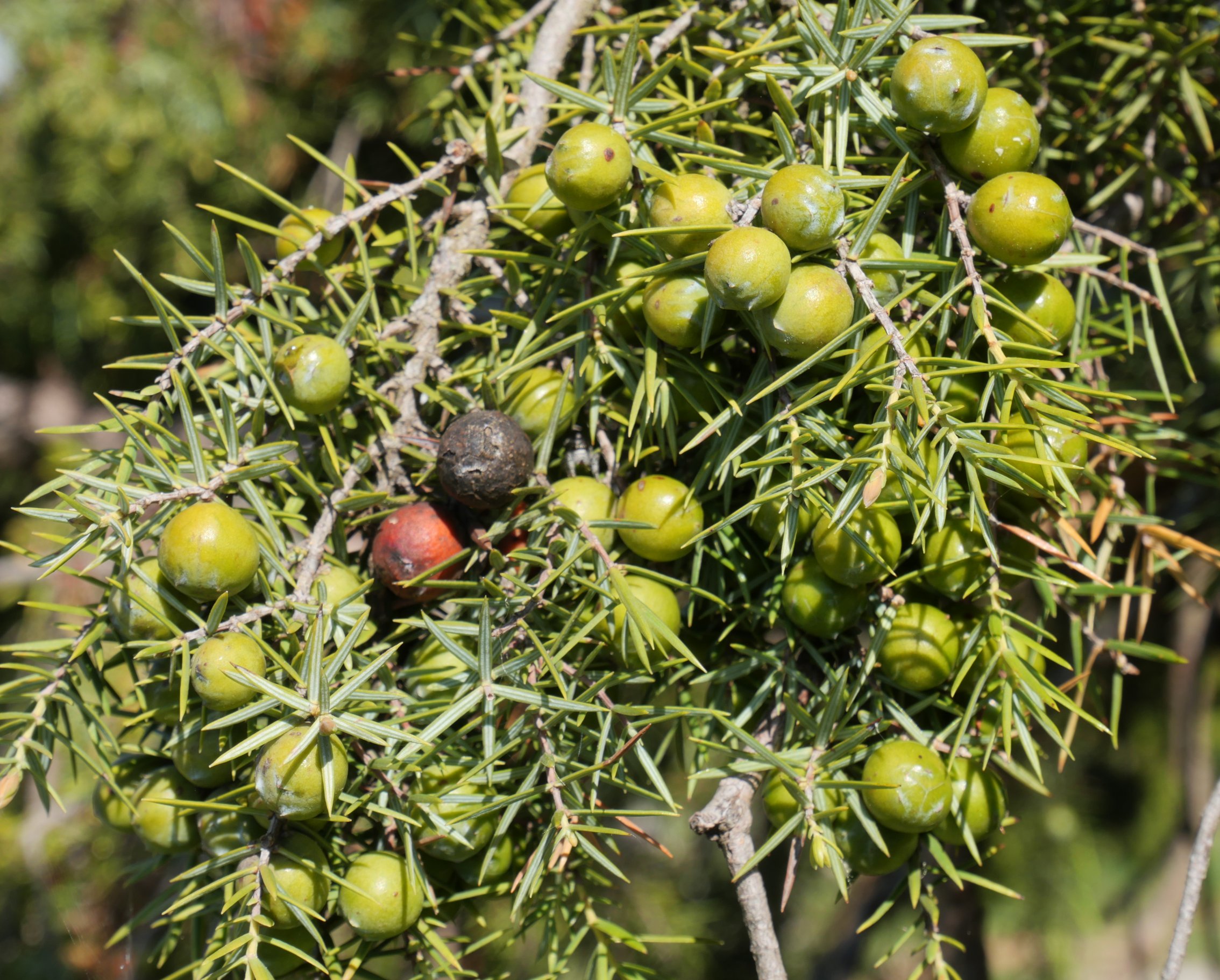 Juniperus oxycedrus Etxauri mendian