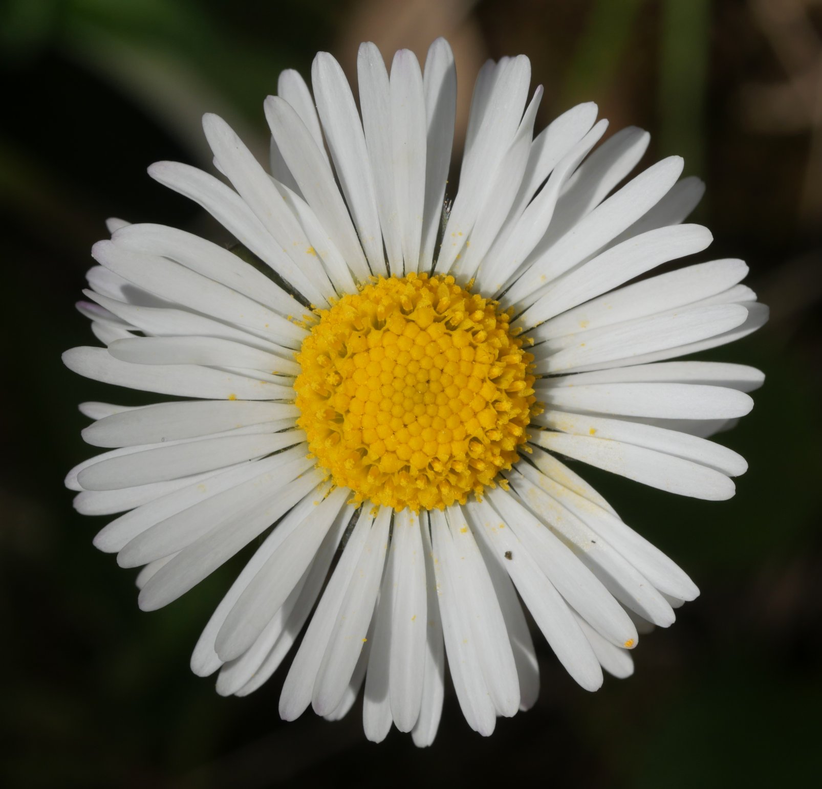 Bellis sylvestris Etxauri mendian