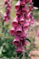 Kukuprakak Arantza aldeko hegalean