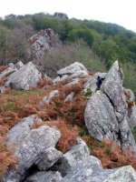 Haitzak eta pagoak IEko gandorrean