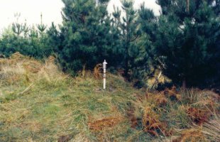 Buzoia (Ez da tontorra)