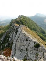 Mendebaldeko gandorra