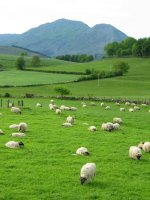 Donamariako larreetatik