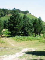 Mendebaldeko gandorreko bidea