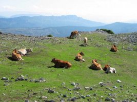 Behi taldea amildegiaren ertzean