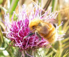 Erle alferraren gosea