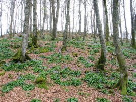 Tontorraren inguruak