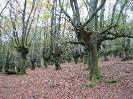 Pagadia tontorraren inguruetan