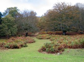 Landa aldetik datorren bidea pagadian sartzen