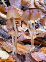 Perretxikoak orbel gainean