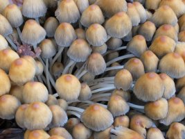 Perretxiko sorta ikusgarria