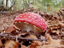Kuleto faltsua (amanita muscaria)