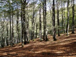 Basoa tontorretik gertu