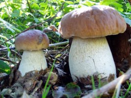 Onddo zuriak (Boletus edulis)