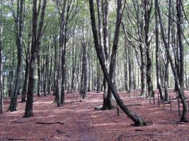 Tontorraren inguruko basoa