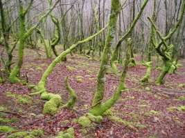 Kortazar-Irukurutzeta bidea Atxolin inguruan