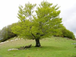 Atxolinen ipar-mendebaldeko hegia