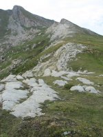 Kartxelara lotzen duen gandorra