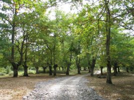 Marieta aldeko bidea, hariztian barrena