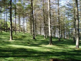 Pinadia Kerexeta lepotik gertu