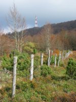 Tontorra mendebaldetik