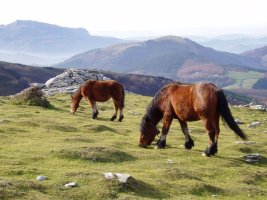Zaldiak Larranon; atzean Saibi eta Lekanda