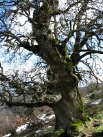 Aritz mardulak ikus daitezke Saldise aldeko igoeran