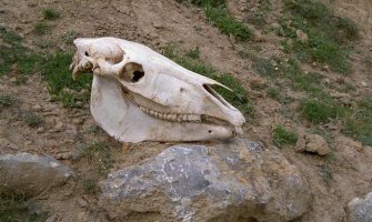 Cabeza de caballo al borde del camino