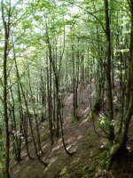 Ipar isurialdeko basoa