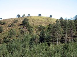 Tontorraren ikuspegia Mtik