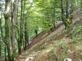 Besabe bailarara malda
