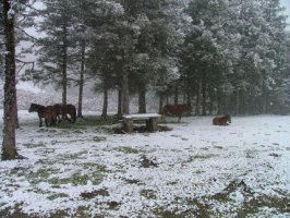 ZARIAKO KOLLADUEN ZALDIAK