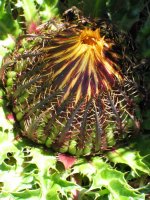 Zabaldu gabeko lorea