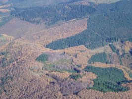 Ipar-ekialdeko isurialdeko basoa