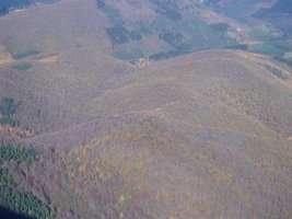 Ipar-ekialdeko isurialdeko basoa