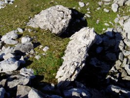 Aizkorritxo trikuharria