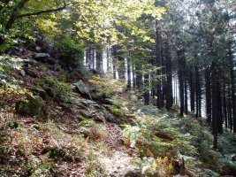 Basoa Jentiletxe inguruan