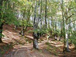 Jentiletxe ipar-ekialdetik inguratzen duen bidea