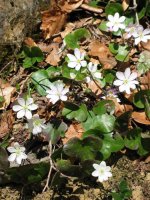 Multzo bat, pagadian