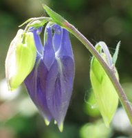 Zabaldu gabeko loreak