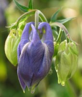 Zabaldu gabeko lorea