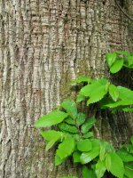 Enbor helduaren azala eta hostoak