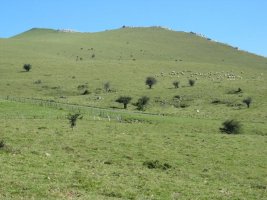 Mendebaldeko larreak