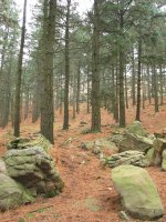 Iparraldeko bidea, pinudian gora igotzen da